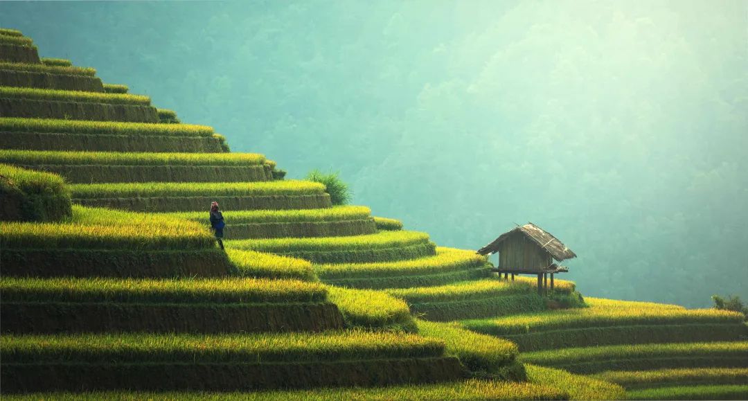 端午粽飄香，中醫(yī)送健康