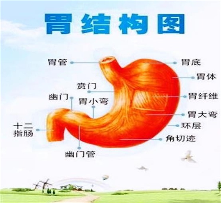 守“胃”健康，時(shí)刻打響你的?！拔浮睉?zhàn)